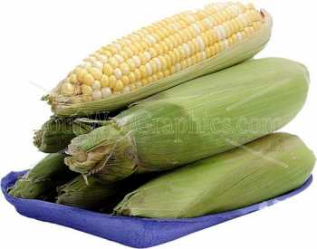 photo - corn-jpg